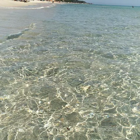 Ginepro Sardegna Mare Blu *